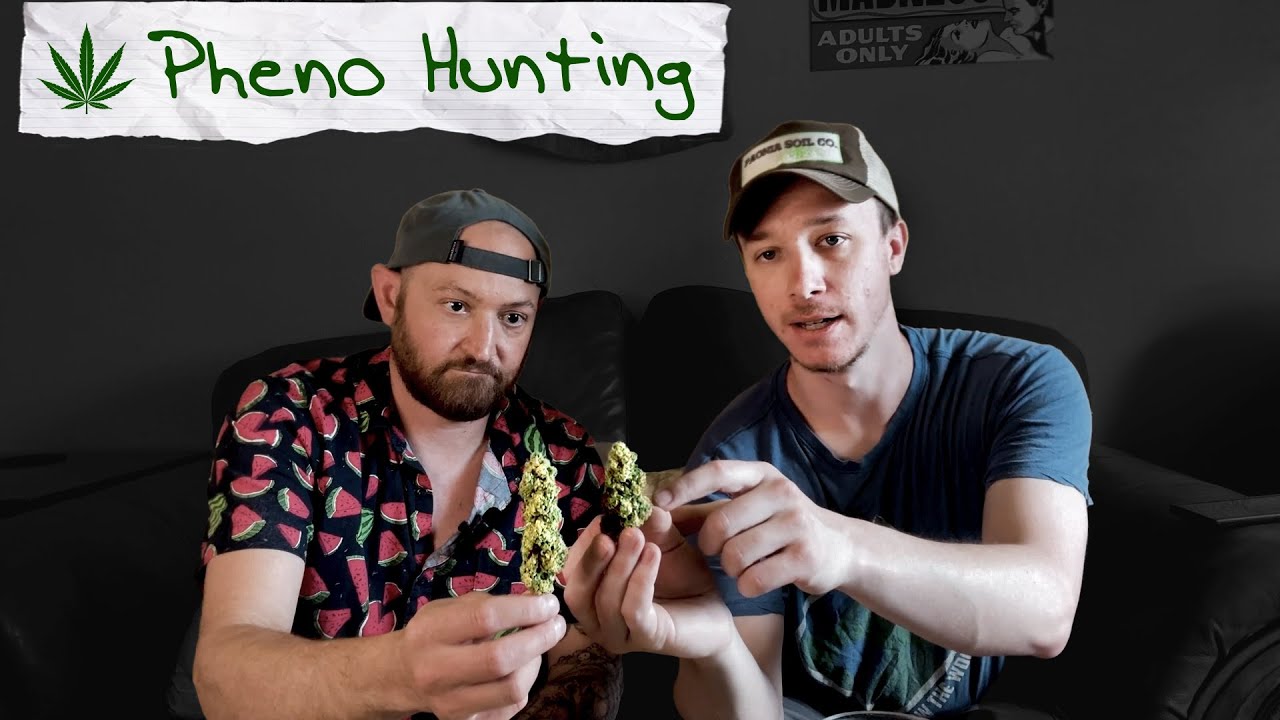 Pheno Hunting Selective Breeding Cannabis Youtube