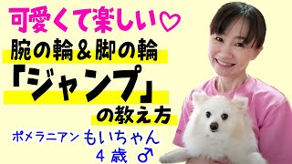 【犬 芸】ワンちゃんのできたら可愛い♪「腕の輪＆脚の輪ジャンプ」教えます！ポメラニアン・もいちゃん☆