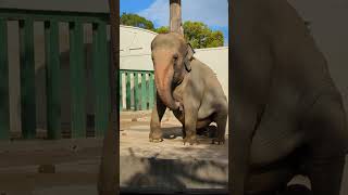 ズゼちゃんおすわり♡Elephant Sitting【王子動物園】 Asiatic Elephant Zuze #shorts #asianelephant #ojizoo