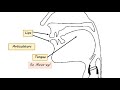 a tour of the human vocal tract language development 16