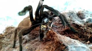 Chilobrachys sp prachuap khiri khan FEEDING TIME! 💀