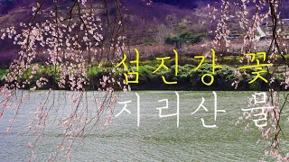 [ 섬진강 꽃, 지리산 물 ] 섬진강 강물 따라 벚꽃, 지리산 계곡  맑고 힘찬 물소리,  봄의 하모니가 연주하는 웅장한 합창입니다 마음풍경PeaceLover