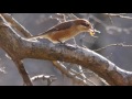 きょう見た鳥 トビがくるりと輪を書いた 2016 12 31