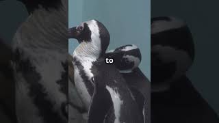 3 Amazing Facts About Penguins #penguin #wildanimalfacts #shortvideo #funnyshorts