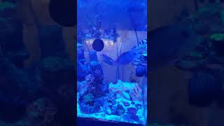 Hygger auto doser Reef tank auto water change