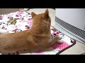 ４月になってもストーブに全ての気力を奪われてる柴犬ハナ shiba inu