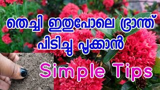 Simple tips for More Flowers// തെച്ചി ഭ്രാന്ത്‌ പിടിച്ചു പൂക്കാൻ🔥🔥