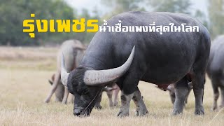 รุ่งเพชร...ควายที่มีน้ำเชื้อแพงที่สุดในโลก