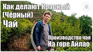 Как делают КРАСНЫЙ (ЧЁРНЫЙ) ЧАЙ: производство чая на горе Айлао. Podarkivostoka