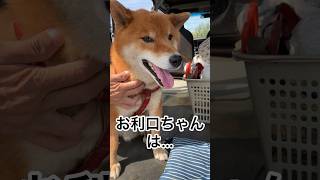 ’24.2.20 「しあわせ」はいつも…力丸が決める！#柴犬 #柴犬のいる暮らし #柴犬の日常 #お利口さん #なでなで #力丸