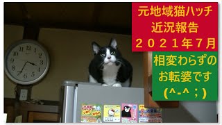 お転婆ハッチ（近況報告2021年07月）