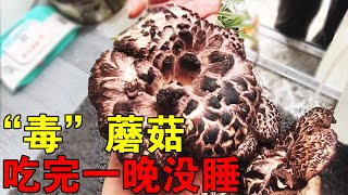 一家5口自驾游，原始森林采蘑菇，吃完蘑菇一晚上没睡咋办！#穷游的似水年华 #带娃旅行 【媛媛Vlog】