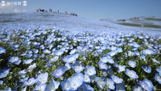 茨城・ひたち海浜公園のネモフィラ見ごろ