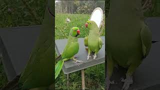 Parrot Calling Mithu Mithu