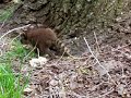 baby raccoons