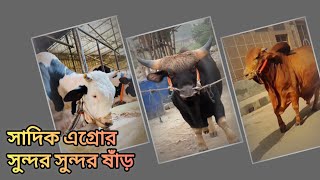 সাদিক এগ্রোর সুন্দর সুন্দর ষাঁড়। Sadeeq Agro, Dhaka.