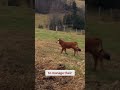 incredible herding dogs masters of gentle and gritty care