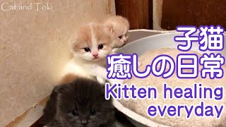 スコティッシュフォールド子猫の癒しの日常 子猫ブリーダー販売 ペットショップ業許可済 Cute cat Kitten Scottish fold