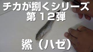 ハゼの捌き方♪【チカが捌くシリーズ】