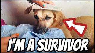 Living with a Brain Injured Dog 🧠 🐕 🥲 FIJI VLOG | Ep33 #dog #petcare #vlog