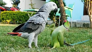 Very Funny Indian Ringneck Parrot