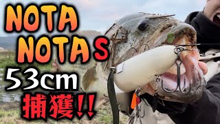 【ノタノタS】53cm捕獲!!実釣＋クリリンチューン解説!! #バス釣り#ハイドアップ