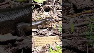 The land mullet is one of the largest members of the skink family #skink #scincidae #australia #wild