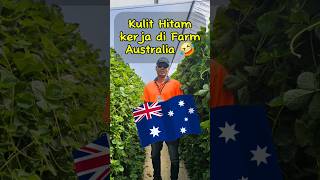 Realita kerja di farm Australia. 🇦🇺 follow IG@saiputraoz