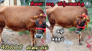 முதல் ஈத்து மாடு சினை மாடு விற்பனைக்கு   ஜெர்சி கிராஸ் மாடு அளவு மாடு cow videos tamil #cowsales