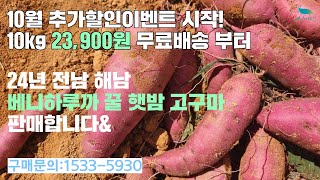 [신바람 농산물 협력농가 판매상품 1533-5930  (신선마켓.com)] 10월 추가 할인이벤트 - 24년 전남 해남 베니하루까 꿀 햇밤 고구마 5kg 10kg 판매