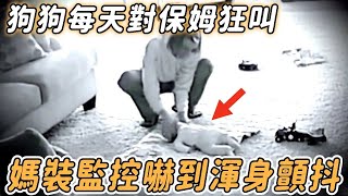 狗狗每天對著育兒保姆狂叫，媽媽看監控竟發現驚險一幕……#不可思議 #驚人