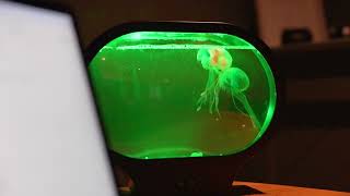 Neon Jellyfish Oval Tank Mood Light