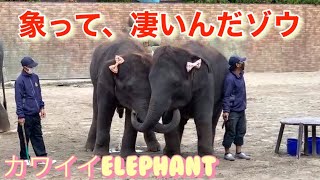 animal　象って、凄いんだゾウ❣（市原ぞうの国）