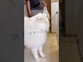 1時間ぶりの再会を待ちわびる大型犬が可愛い サモエド samoyed 癒し動画