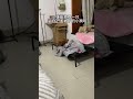 狗狗自己蓋被子那壹刻，它真的好像壹個小孩子 pets puppy shorts