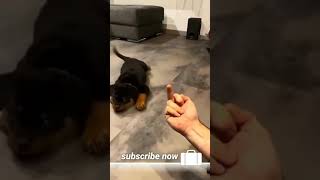 Rottweiler understands fuck you sign #Shorts #Dog