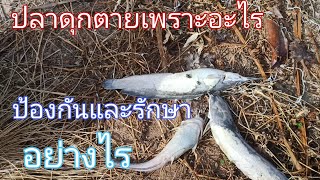 ปลาดุกตายเพราะอะไร/มาดูวิธีการป้องกันและรักษา