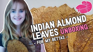 Unboxing a CRAZY Amount of Indian Almond Leaves (for Betta Fish)