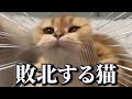 【神回】犬猫の面白動画にツッコミどころ満載なアフレコしてみたｗｗｗ【動物】【猫動画】【犬動画】【ハプニング映像】#11