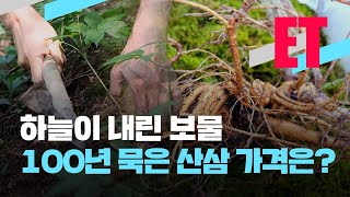 [ET]  '100년 넘은' 초대형 산삼 나왔다! 가격이 무려…  / KBS 2021.05.10.