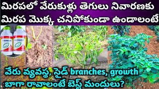 #మిరపలో వేరు వ్యవస్థ సైడ్ branches బాగా రావడానికి వేరు కుళ్లు{wilt} నివారణకు బెస్ట్ మందు?