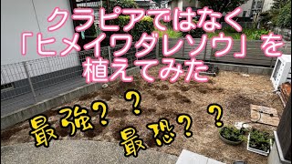 【グランドカバー】最強？最恐？クラピアではなく「ヒメイワダレソウ」を植えてみた