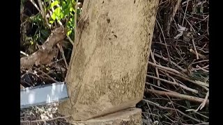 Cutting a G-Melina Tree