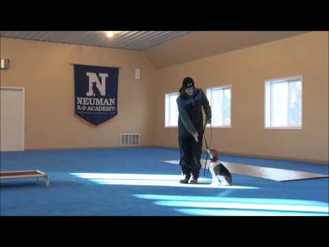 Maggie (Beagle) Dog Training Video Minneapolis Maggie (Beagle) Dog Training Video Minneapolis