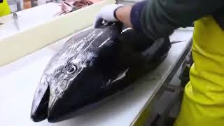 How to cut a Blue Fin Tuna - ചൂര കട്ടിങ്  Part-1