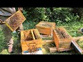 Splitting a First Year Hive! - Nuc Follow Along Ep. 8 June 28-24