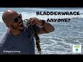 Bladderwrack Anyone? | DR. SEBI APPROVED