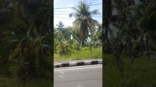 Penampakan kelapa hijau yang sudah mulai langka.#kelapahijau#viral