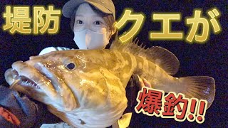 夜の堤防でクエが爆釣しました【ぶっこみ釣り】【泳がせ釣り】