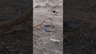 🐍Mongoose bold attacks on Black Cobra Snake,Wild Encounter #mongoose#blackcobra#wildlife #shortfeed